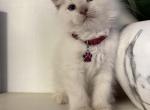 Burgundy Collar - Ragdoll Kitten For Sale - 