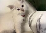 Burgundy Collar - Ragdoll Kitten For Sale - 