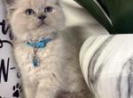 Turquoise Collar - Ragdoll Kitten For Sale - 