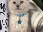 Turquoise Collar - Ragdoll Kitten For Sale - 