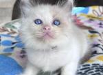 Mink & Traditonal Litter - Ragdoll Kitten For Sale - Ionia&comma; MI&comma; US