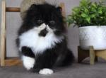 Moira - Persian Kitten For Sale - Willis&comma; TX&comma; US