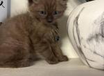 Dark Blue Collar - Ragdoll Kitten For Sale - 