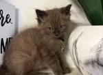 Dark Blue Collar - Ragdoll Kitten For Sale - 