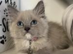 Pink collar - Ragdoll Kitten For Sale - Meadville&comma; PA&comma; US