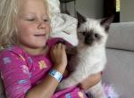 simba - Siamese Kitten For Sale - 