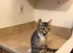 Orange tabby - Domestic Kitten For Sale - Nottingham&comma; MD&comma; US