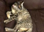 Orange tabby - Domestic Kitten For Sale - Nottingham&comma; MD&comma; US