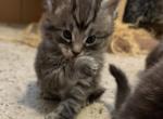 Tabby Polydactyl Male - Maine Coon Kitten For Sale - 