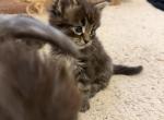 Dark brown and black male - Maine Coon Kitten For Sale - Chapel Hill&comma; NC&comma; US