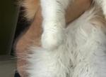 Rose - Persian Kitten For Sale - Macomb Township&comma; MI&comma; US