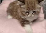 Ragdoll kittens - Ragdoll Kitten For Sale - MI&comma; US