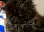 Name - Persian Kitten For Sale - Lisbon&comma; OH&comma; US