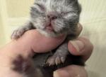 Black or Smoke Female - Munchkin Kitten For Sale - Castleton&comma; NY&comma; US