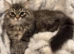 Otter of FirCountry Siberians - Siberian Kitten For Sale - Castle Rock&comma; WA&comma; US