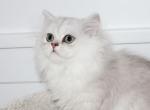 Thomas - Persian Kitten For Sale - 