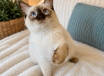 Wish Upon A Star Litter - Ragdoll Kitten For Sale - Chicago&comma; IL&comma; US
