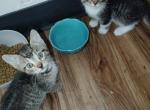 You name your own cat - Domestic Kitten For Adoption - Cleveland&comma; OH&comma; US