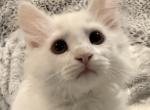 Yoshi of FirCountry Siberians - Siberian Kitten For Sale - Castle Rock&comma; WA&comma; US