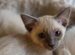 Balinese Boy Red collar blue point - Balinese Kitten For Sale - Wayland&comma; MA&comma; US