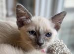 Balinese Girl Fuchsia collar blue point - Balinese Kitten For Sale - Wayland&comma; MA&comma; US