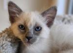 Balinese Girl White collar blue point - Balinese Kitten For Sale - Wayland&comma; MA&comma; US
