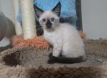 Siamese kittens - Siamese Kitten For Sale - Twin Lakes&comma; WI&comma; US