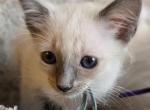 Balinese Boy Light Blue collar - Balinese Kitten For Sale - 