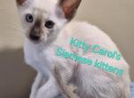 CFA registered Siamese - Siamese Kitten For Sale - Wilmington&comma; DE&comma; US