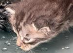John Henry - Maine Coon Kitten For Sale - OH&comma; US