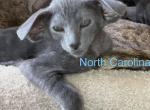 Bella - Oriental Kitten For Sale - Mooresville&comma; NC&comma; US
