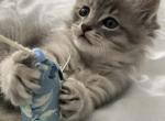 Bee - Siberian Kitten For Sale - Hingham&comma; MA&comma; US