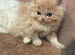 Caramel boy - Persian Kitten For Sale - Parkville&comma; MD&comma; US