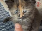 Beautys Maine Coonish litter - Maine Coon Kitten For Sale - WI&comma; US