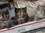 Beautys Maine Coonish litter - Maine Coon Kitten For Sale - WI&comma; US
