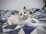 Mighty Mouse - Ragdoll Kitten For Sale - Tuscaloosa&comma; AL&comma; US