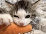 Sushi of FirCountry Siberians - Siberian Kitten For Sale - Castle Rock&comma; WA&comma; US