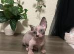 Bambino Sphynx - Sphynx Kitten For Sale - Visalia&comma; CA&comma; US