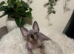 Sphynx - Sphynx Kitten For Sale - 