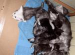 Beautiful kittens - Maine Coon Kitten For Sale - Connellsville&comma; PA&comma; US