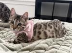 Stardust - Bengal Kitten For Adoption - 
