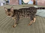 Moonlight - Bengal Kitten For Sale - Austin&comma; TX&comma; US