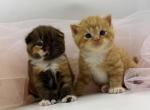 Meet Our Beautiful Scottish Kittens - Scottish Fold Kitten For Sale - Orlando&comma; FL&comma; US