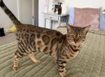 Sunshine - Bengal Kitten For Sale - 