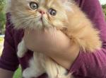 May Litter - Persian Kitten For Sale - Mendon&comma; VT&comma; US