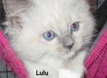 Athena's litter - Ragdoll Kitten For Sale - 