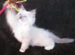 Athena's litter - Ragdoll Kitten For Sale - Santa Rosa&comma; CA&comma; US