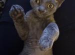 Bluey - Devon Rex Kitten For Sale - 