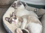 Lily - Siamese Kitten For Sale - MA&comma; US