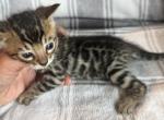 Sahara babies - Bengal Kitten For Sale - Mills River&comma; NC&comma; US